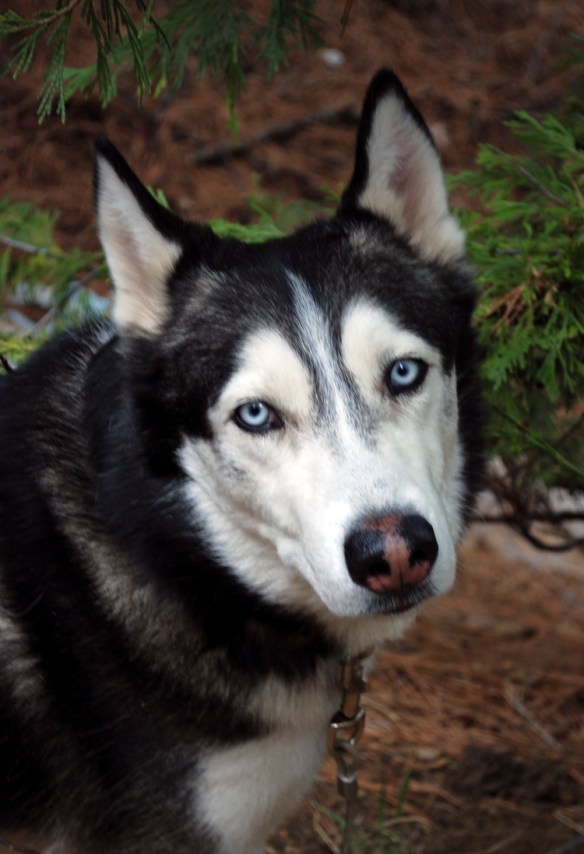 Siberian Husky
