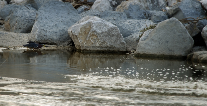 Green Heron, hunting prey.