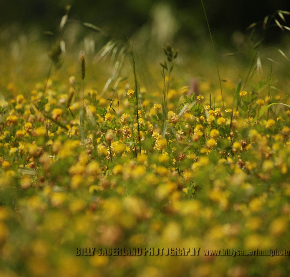 Wild flowers, at Lake Greenleaf State Park, Oklahoma.