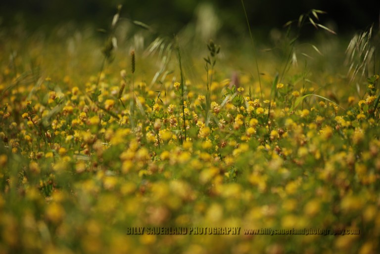 2012 October, Billy Sauerland Photography Wild flowers, at Lake Greenleaf State Park, Oklahoma.