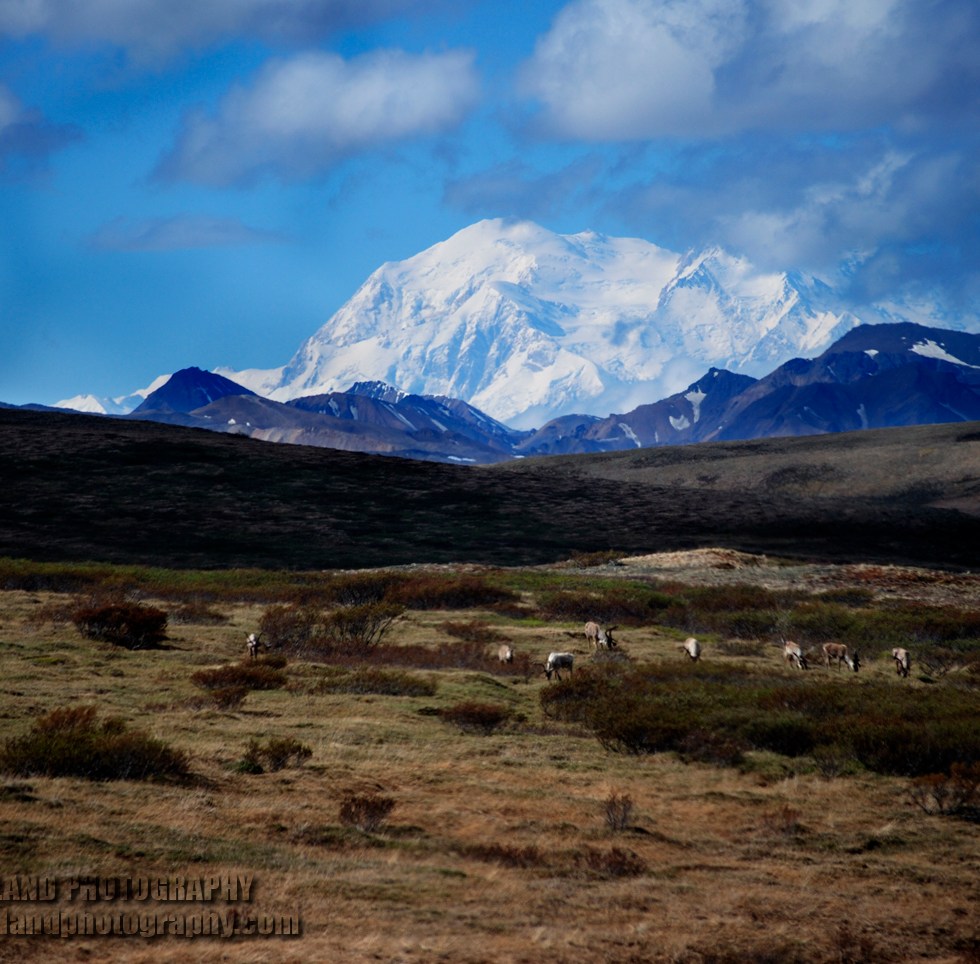 Denali with Caribou