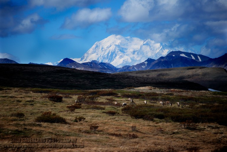 Denali with Caribou