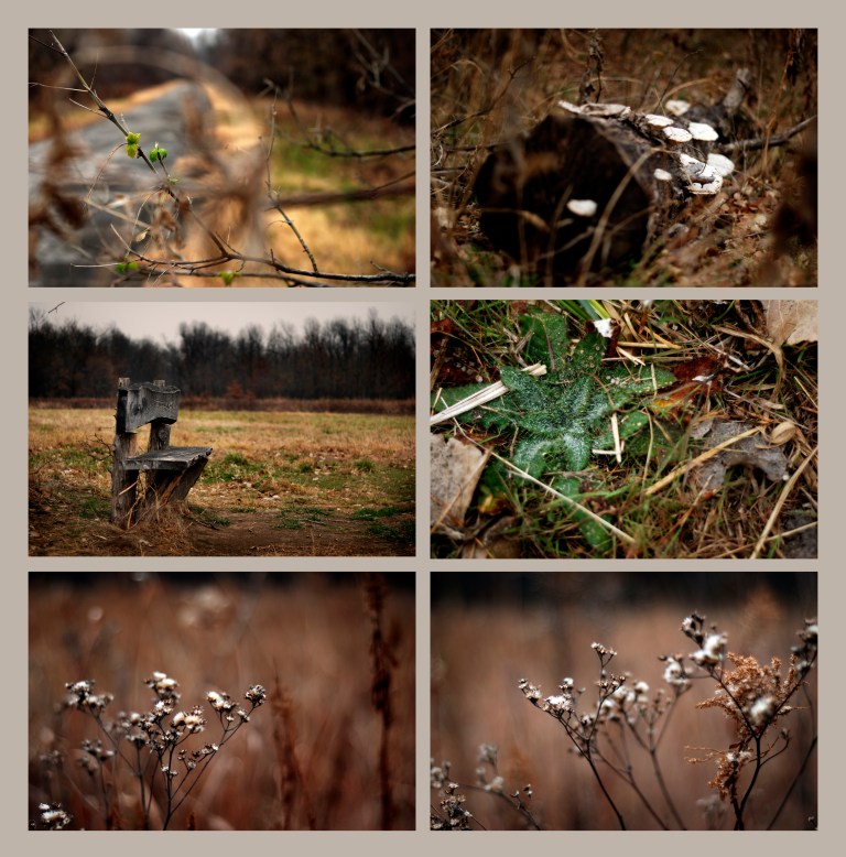 TS1 Portraits of Fall