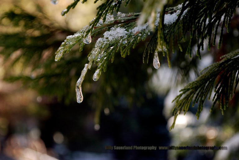Icy drips along the Carlon Falls Trail just outside of Yosemite Nat, Park.