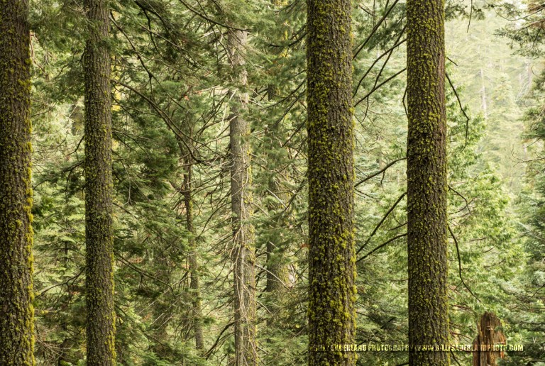 This scene was along the hike to the Tuolumne Grove of Giant Sequoia in Yosemite National Park.