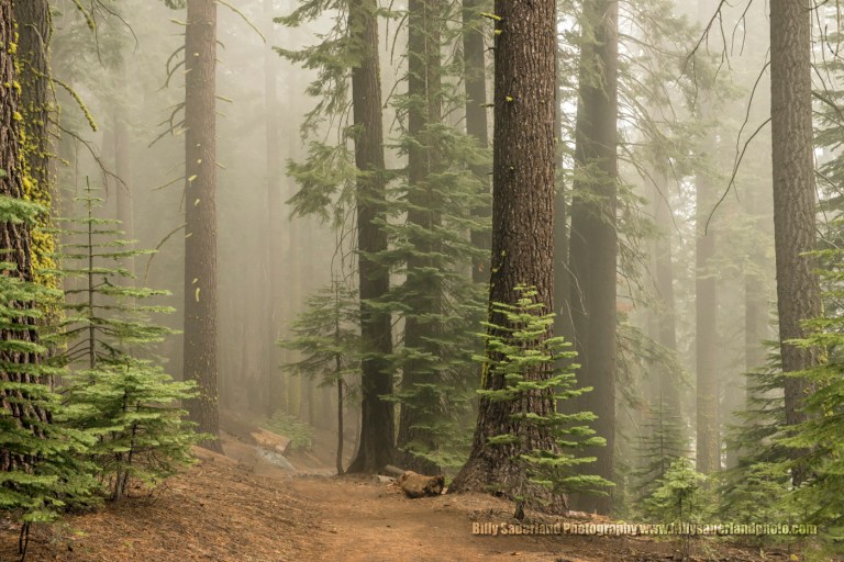I captured this image near the top of Four Mile Trail just below Glacier Point.