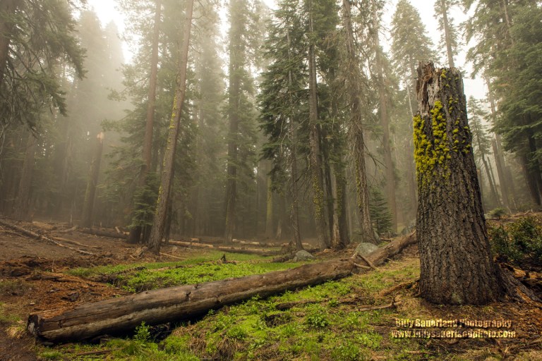 The forest waking up from winter.